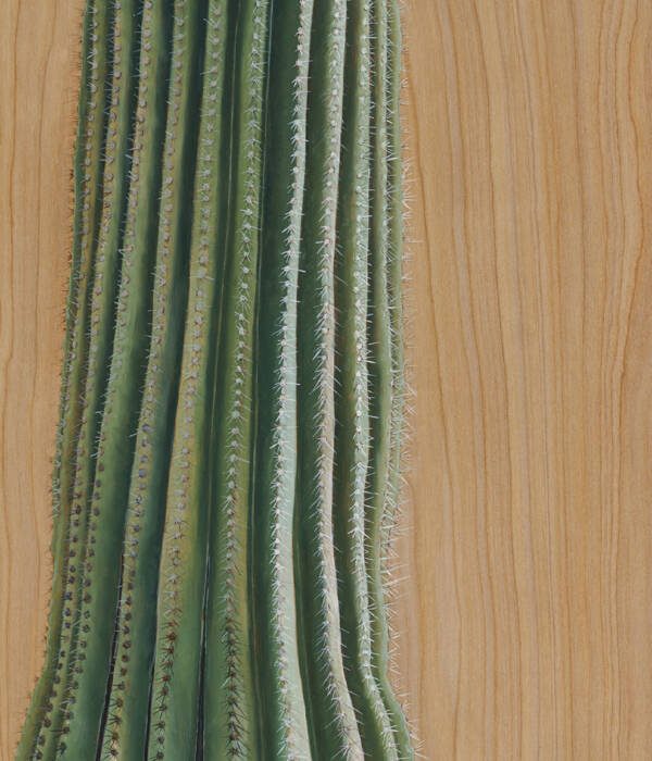 Saguaro Sister